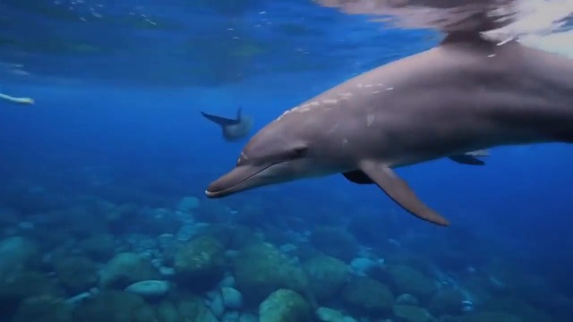 УДИВИТЕЛНИ ЗВУЦИ КОИТО ИЗДАВАТ ЖИВОТНИТЕ