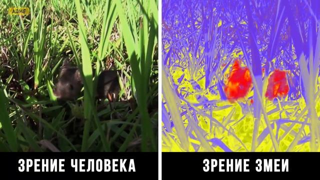 КАК ЖИВОТНИТЕ ВИЖДАТ СВЕТА