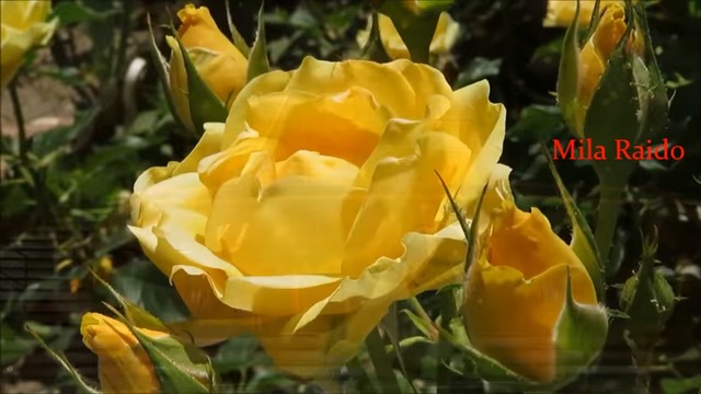 Сборничек Красивых Песен в стиле ШАНСОН