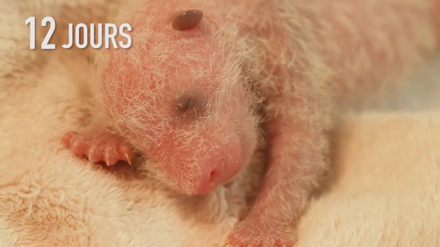 КАК СЕ РАЗВИВА БЕБЕ ПАНДА ЗА 1 МЕСЕЦ