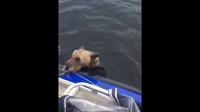 РИБАРИ СПАСИХА МЕЧЕТО ОТ УДАВЯНЕ