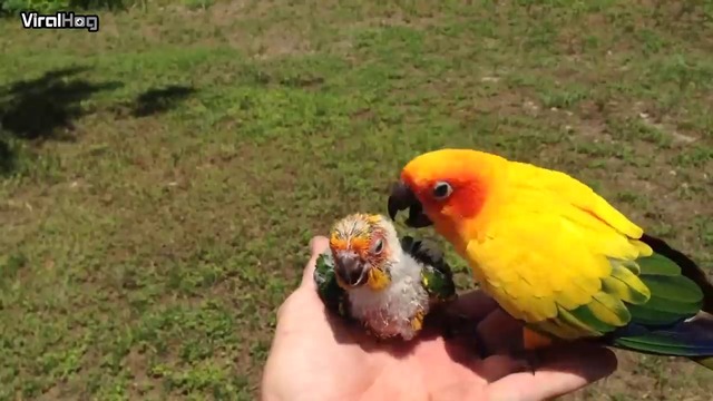 МАЛКО ПАПАГАЛЧЕ ЗА ПЪРВИ ПЪТ С БАЩА СИ