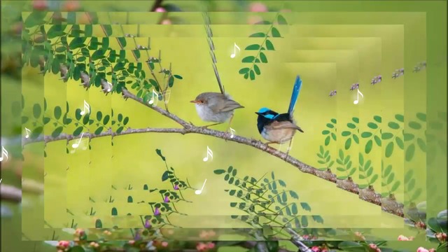 🐤Singing birds!  . ♫ .  (André Rieu music) 🐤