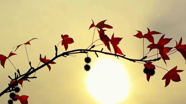 🍁 Andrea Bocelli  -  (Les Feuilles Mortes  ... Autumn Leaves)  🍂