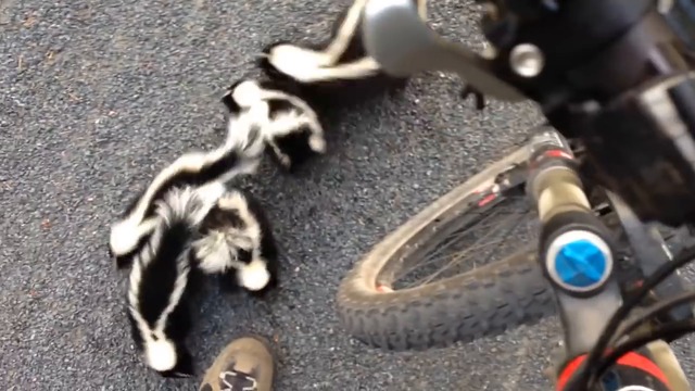 ВЕЛОСИПЕДИСТ СРЕЩА СЕМЕЙСТВО СКУНКСОВЕ