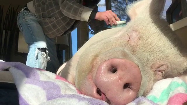 КАКЪВ РАЙ ЗА ЕДНО ПРАСЕ