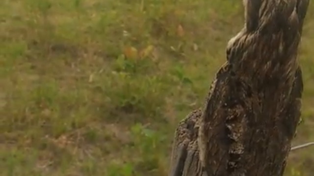 ПТИЦА С УНИКАЛНА МАСКИРОВКА