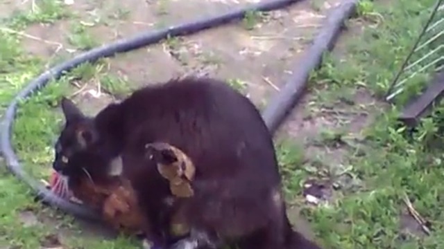 ИЗВРАТЕН КОТАРАК  НАСИЛВА КОКОШКА