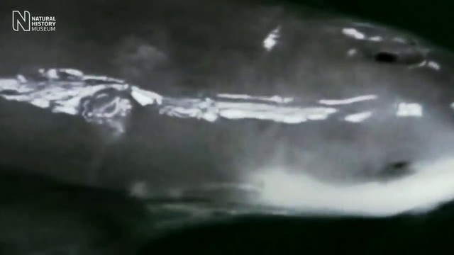 УДИВИТЕЛНИ ЖИВОТНИ ОСТАНАЛИ В ЕДИНИЧНИ ЕКЗЕМПЛЯРИ