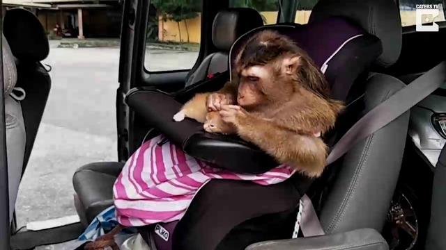 МАЙМУНЯК ГЪЗАР ПОЩИ КОТЕ