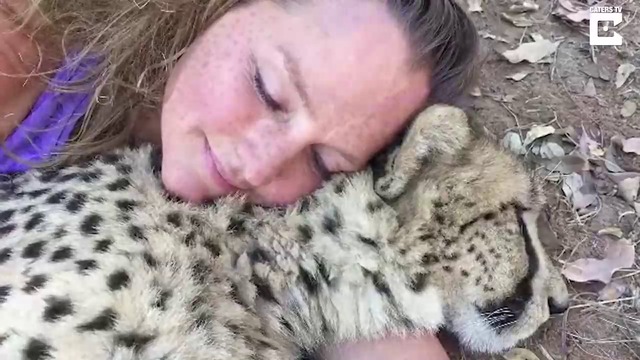 ЖИВОТ С ГЕПАРДИ