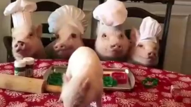 ПРАЗНИЧЕН ОБЯД ЗА ПРАСЕНЦАТА