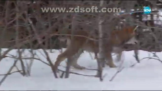 Белият зъб (1991) (бг аудио) (част 5) TV Rip NOVA 31.12.2017