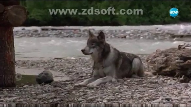 Белият зъб (1991) (бг аудио) (част 10) TV Rip NOVA 31.12.2017