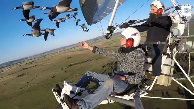 Nat Geo- ДА ЛЕТИШ С ДИВИТЕ ГЪСКИ.КРАСОТА