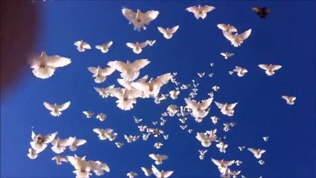 Невероятна красота! Гълъби високолетачи в полет (вижте ги)