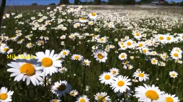 ПЕСНЯ всем бывшим СОВЕТСКИМ Студентам ! Вспомни свои НЕПОВТОРИМЫЕ годы!