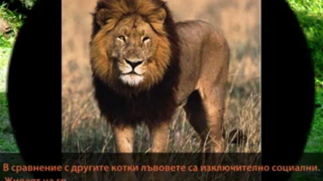 Любопитни факти за лъва и лъвицата ❤️ (ВИДЕО)