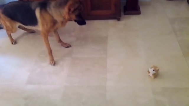 German Shepard vs Talking Hamster