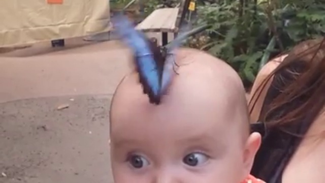 Бебе се радва на пеперуда в приказната "Джунгла от пеперуди" в зоопарка в Сан Диего