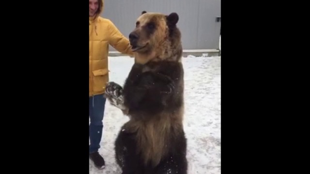 Научили Мечето На Глупости