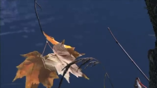 Валерий Сёмин  -  КАПРИЗЫ ОСЕНИ!