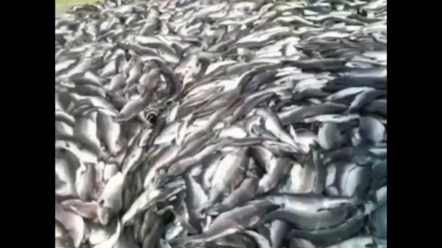 НА КАМЧАТКА ТАЗИ ГОДИНА РЕКОРДЕН БРОЙ РИБА БЕШЕ УНИЩОЖЕНА