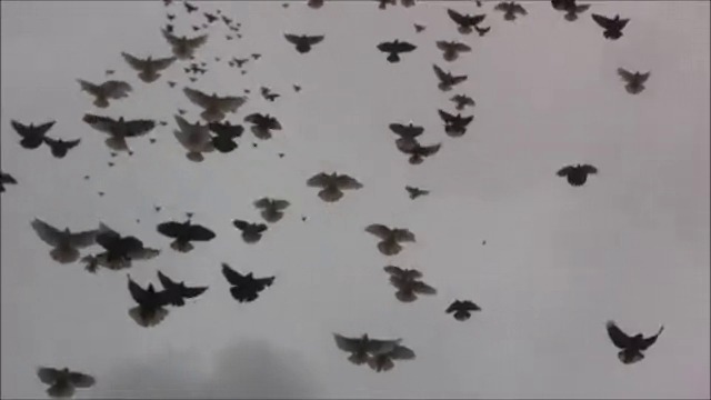 Полет на 300 гълъба в лошо време - 01.10.2018