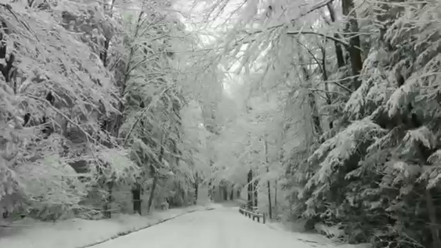 ЗИМНА КРАСОТА