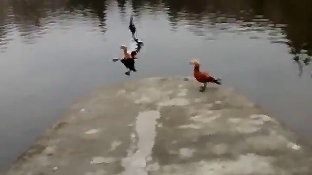 10000000_171861050113437_9206342835123519488_n