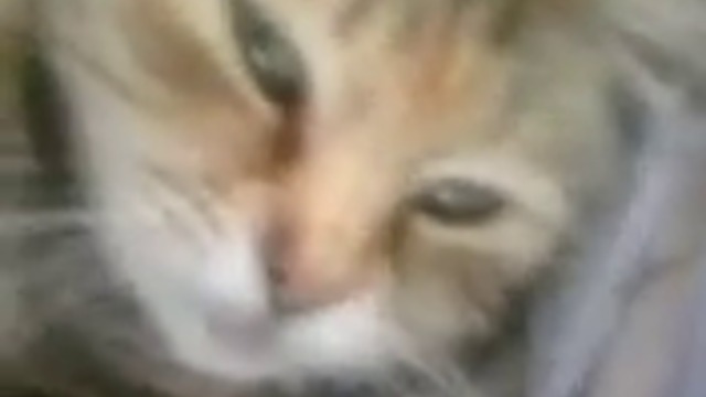 15665322_1288139311222260_4471585520966696960_n