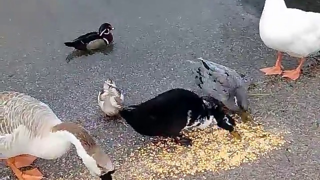 10000000_324154598088047_7524478730576592896_n