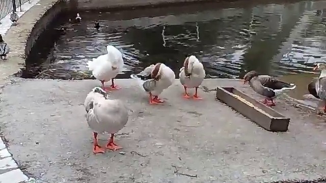 10000000_1440322282739488_5133164880035053568_n