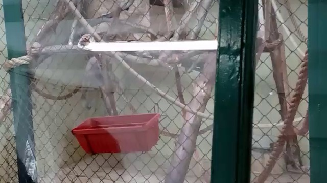 17605579_1808775712718573_7778180327037468672_n