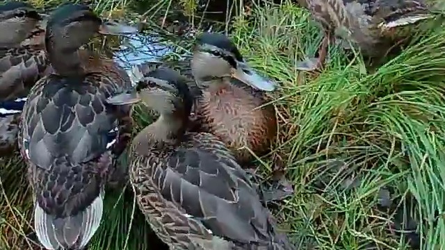 19219718_105819310039566_6712271200535445504_n