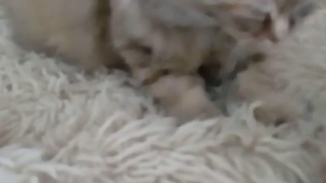 24850188_182830198966107_2567316065528840192_n