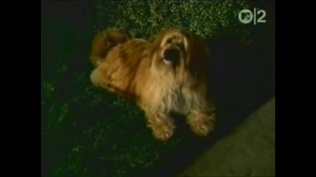 Foo Fighters - Breakout