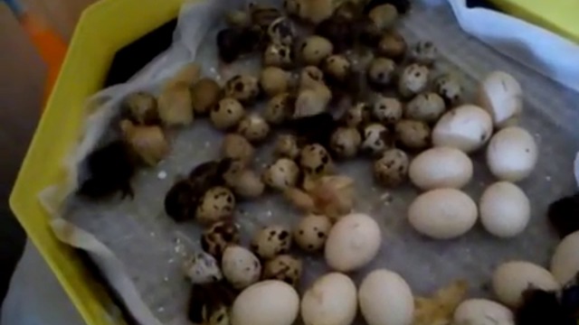 Люпене на пъдпъдъци в тавичка