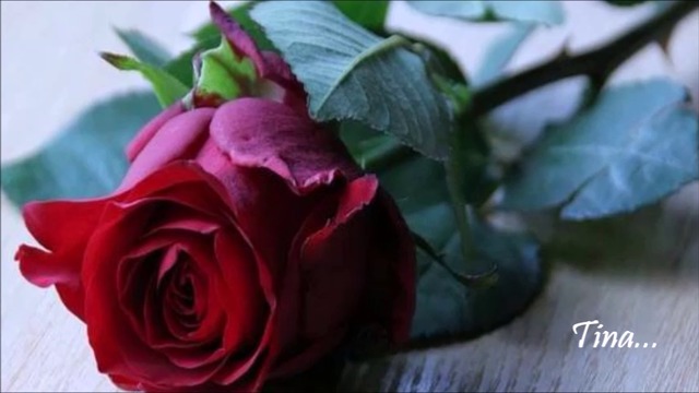 Damir Kule 💕 Za vencanim stolom 💕