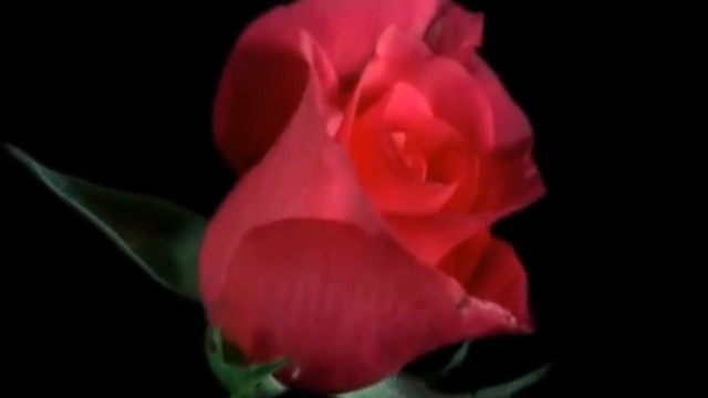 РОМАН КАСИМОВ - РОЗА!