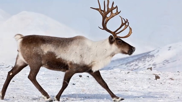 Band ODESSA  -  Зимний RELAX