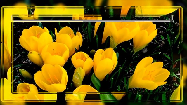 ПЕРВЫЕ ВЕСЕННИЕ ЦВЕТЫ! Музыка СЕРГЕЙ ЧЕКАЛИН