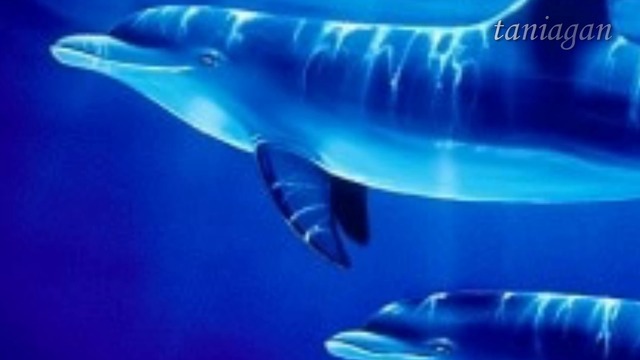 Делфините - Йорданка Христова