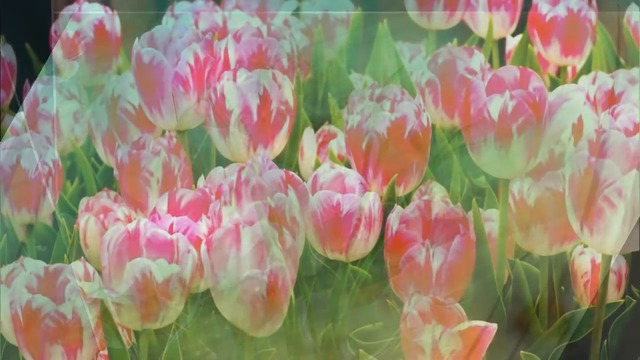 СЕРГЕЙ ЧЕКАЛИН - ВЕСНА ИДЕТ!